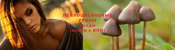 стаф Кодинск